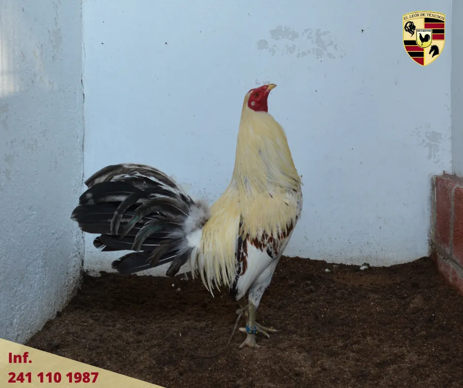 Fotos de Gallos en Texcoco