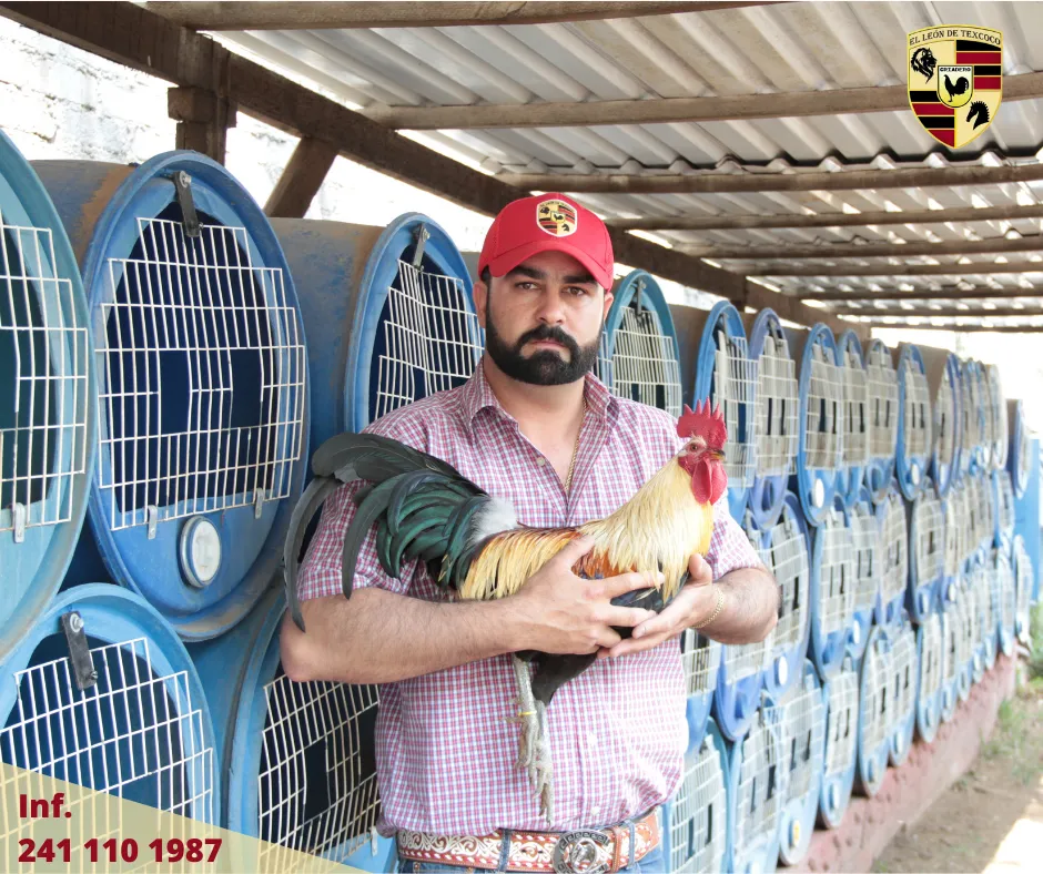 Área de Tambos para Gallos