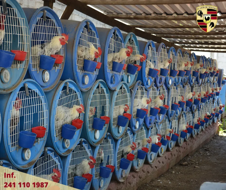 Área de Tambos para Gallos