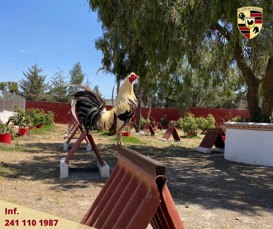 Área de Tepee para Gallos