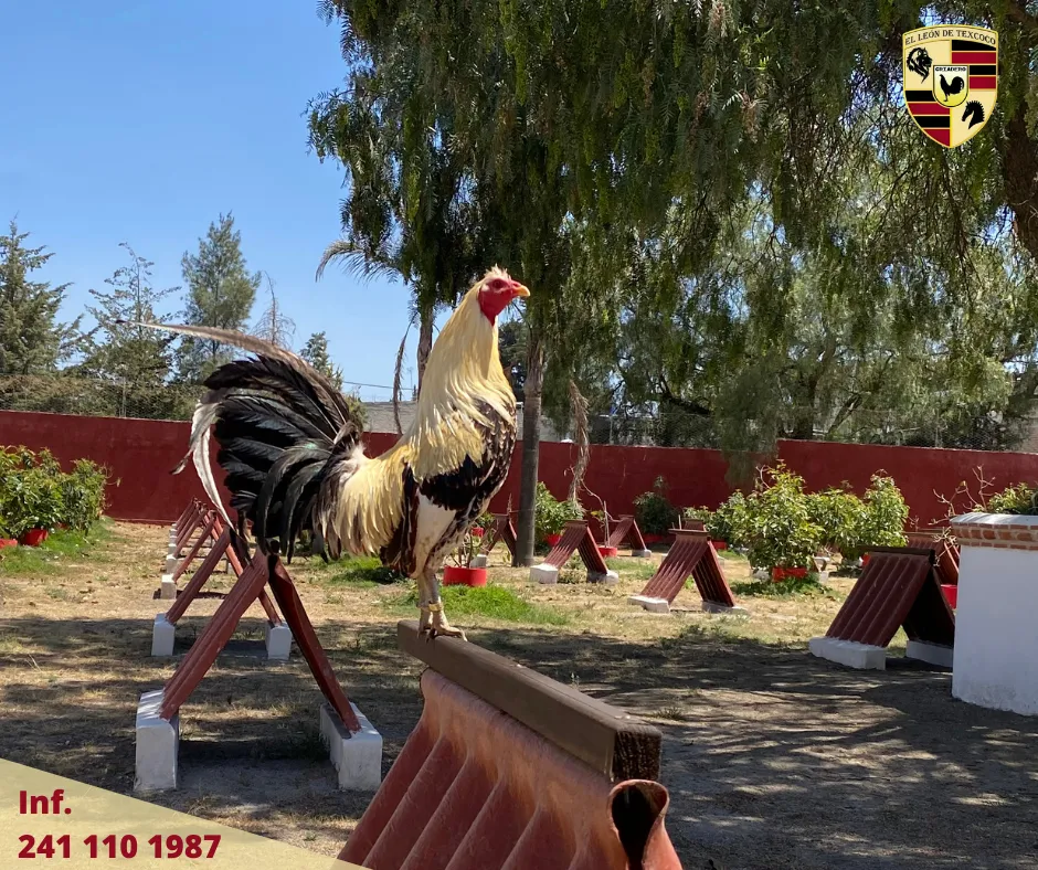 Área de Tepee para Gallos