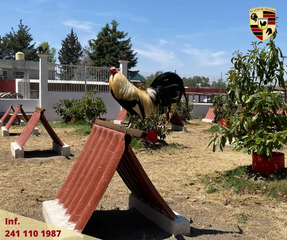 Área de Tepee para Gallos