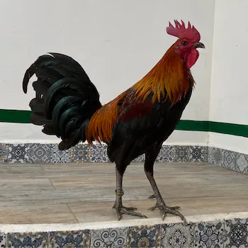 GALLOS PRIETOS