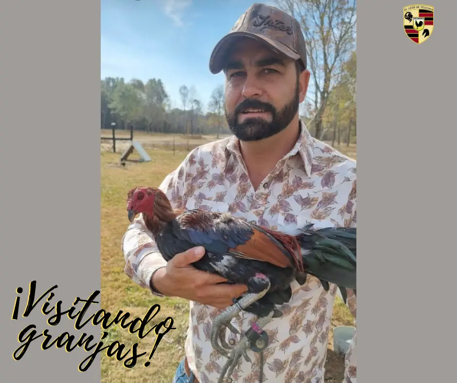 Fotos de Criaderos Americanos de Gallos