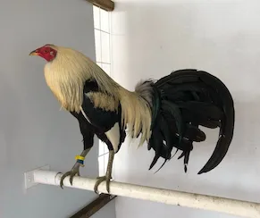 Videos de Gallos